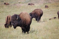 Bull Bison Custer State Park.jpg